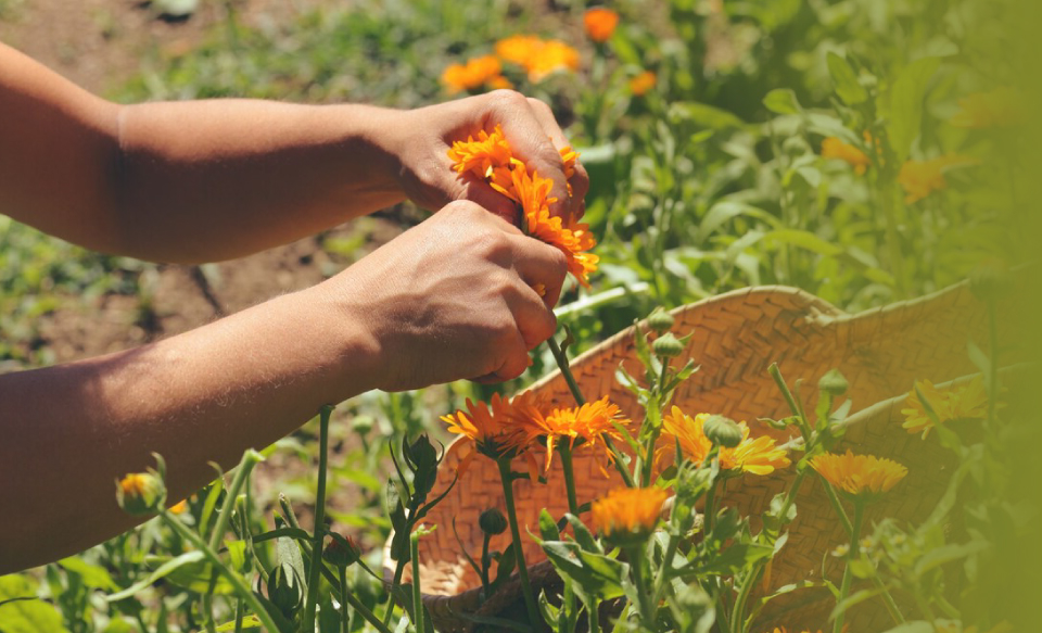 De-donde-se-originan