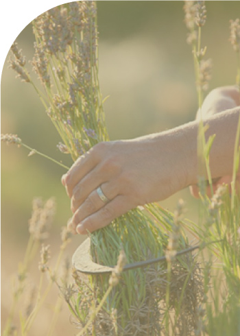 Libre-de-pesticidas-ingredientes-sinteticos-y-otros-quimicos